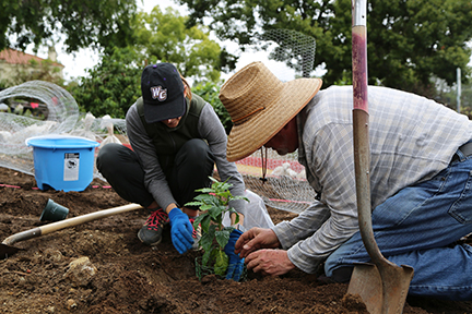 Whittier College staff and faculty planting coffee tree