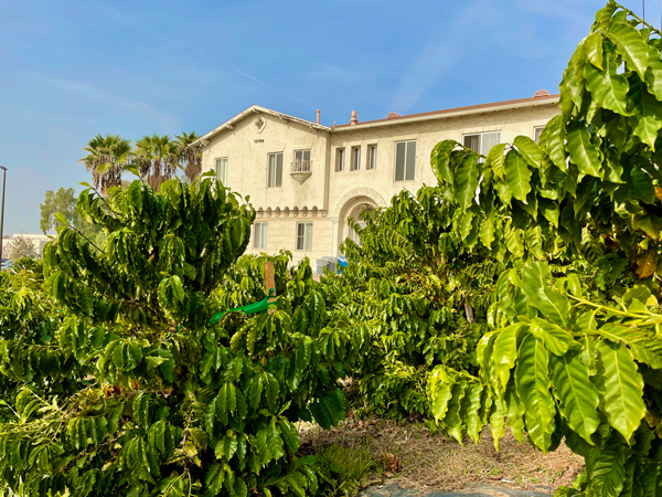 Coffee Orchard at Whittier College