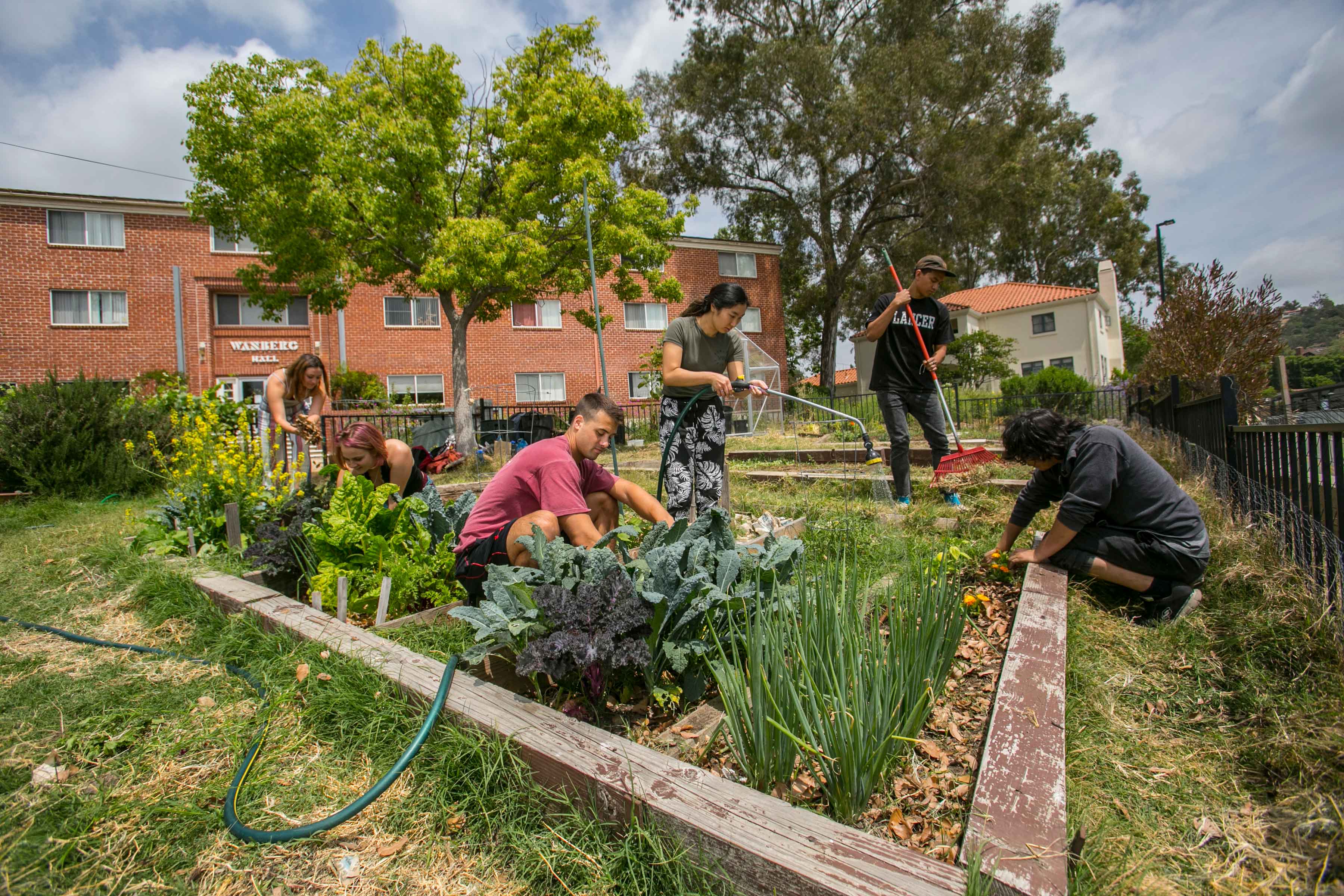 Students gardening