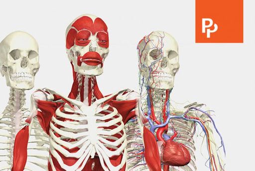 Anatomy.TV image