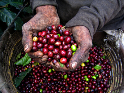 Coffee beans held up by two hands