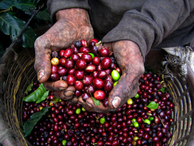 Coffee beans held up by two hands