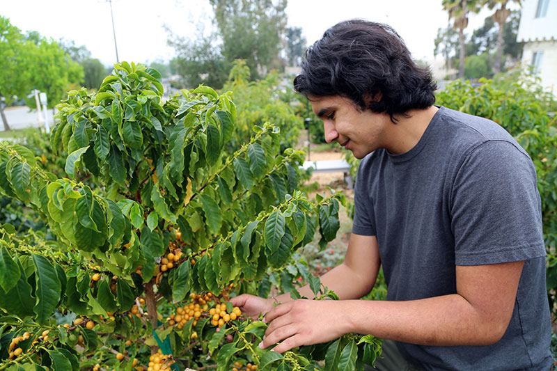 Student in coffee orchard
