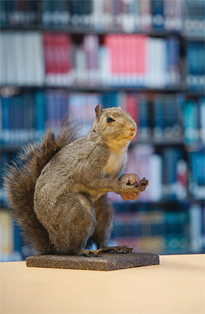 Friday the Squirrel in Wardman Library.