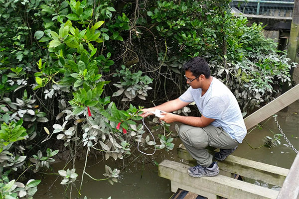 A student looking at mangrove plants in China during a biology research trip.