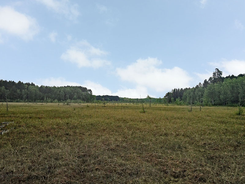 Bog lake