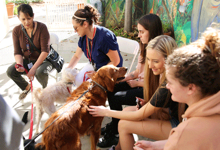 Therapy Dogs Visit Whittier College