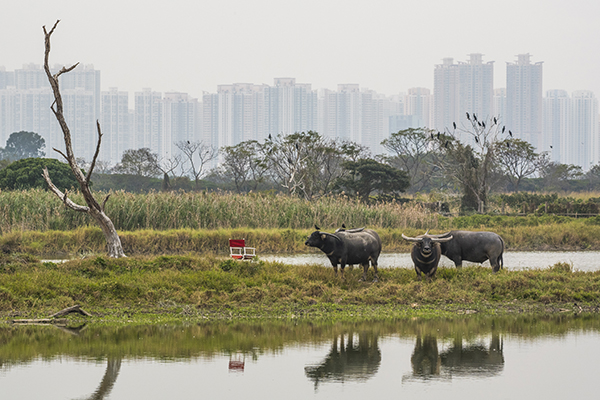 Water buffalo graze in marshland in Hong Kong's Mai Po Nature Reserve, with a red director's chair to the side and a city skyline behind them.