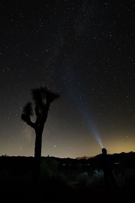 Joshua Tree at night