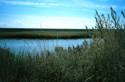 Spartina alterniflora fringing a marsh and juncus roemerianus along a connecting bayou in the Grand Bay National Estuarine Research Reserve.