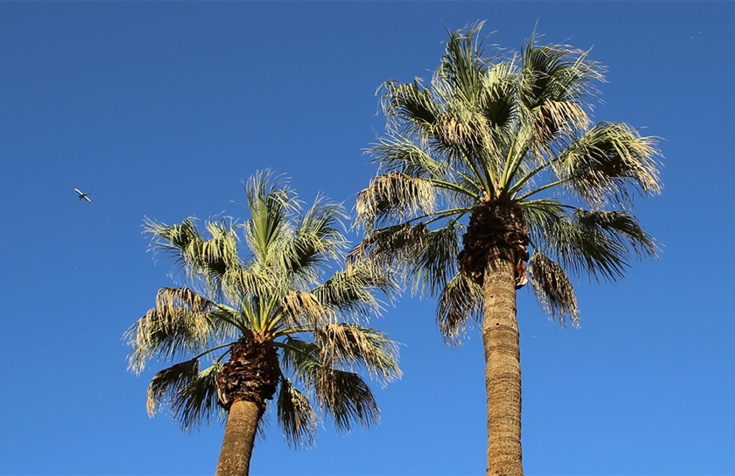 palm trees