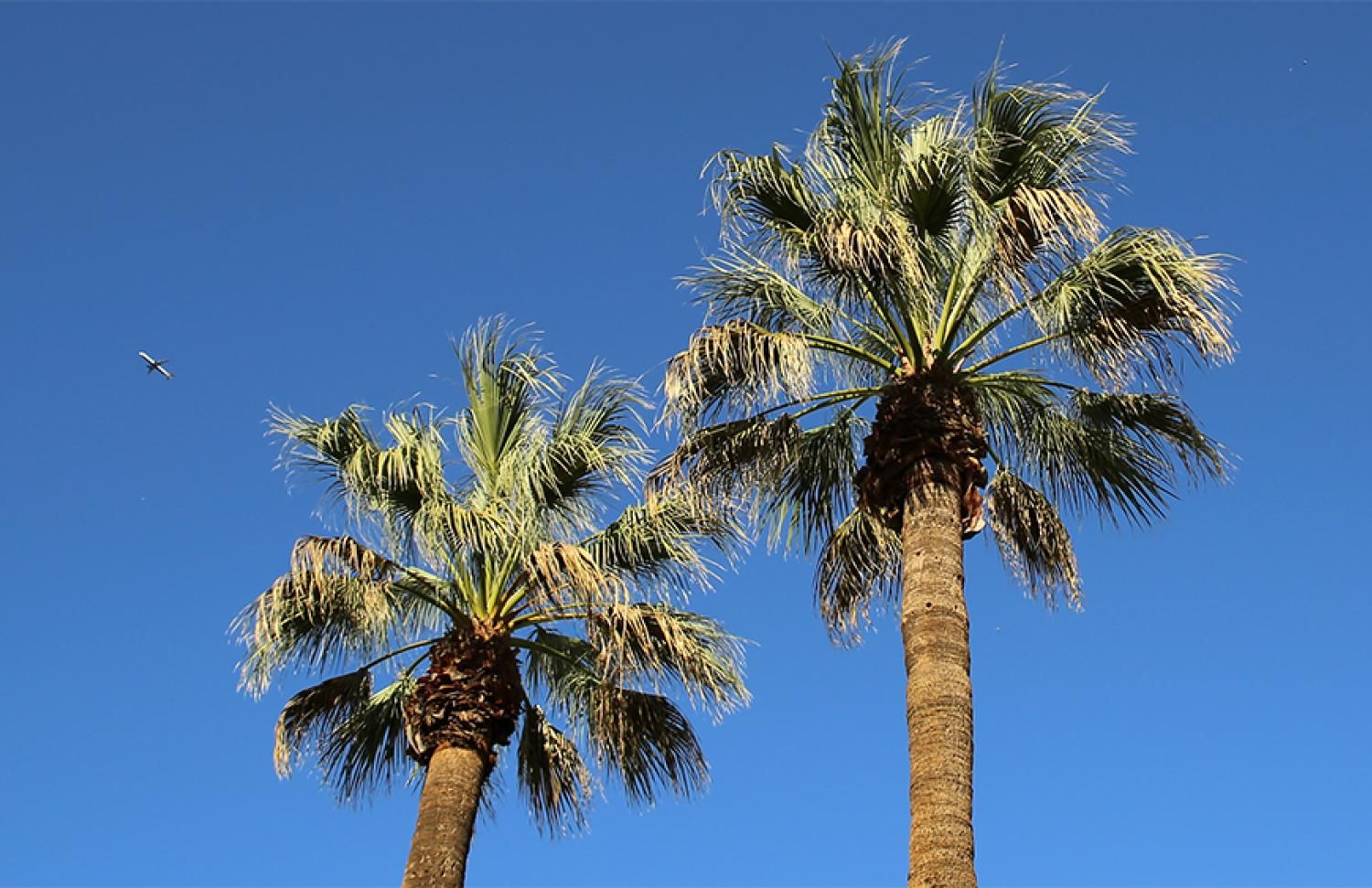 palm trees