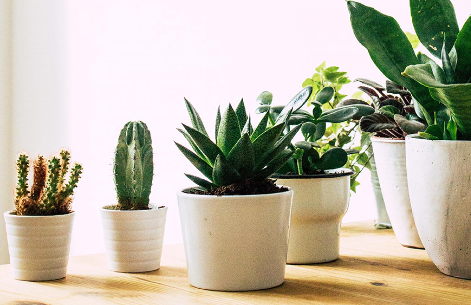succulents