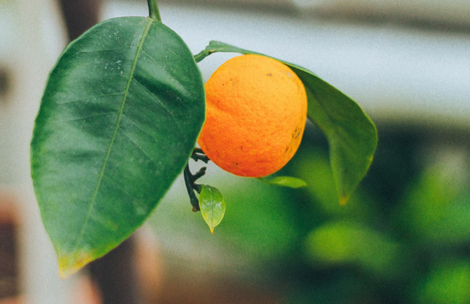Fruit growing