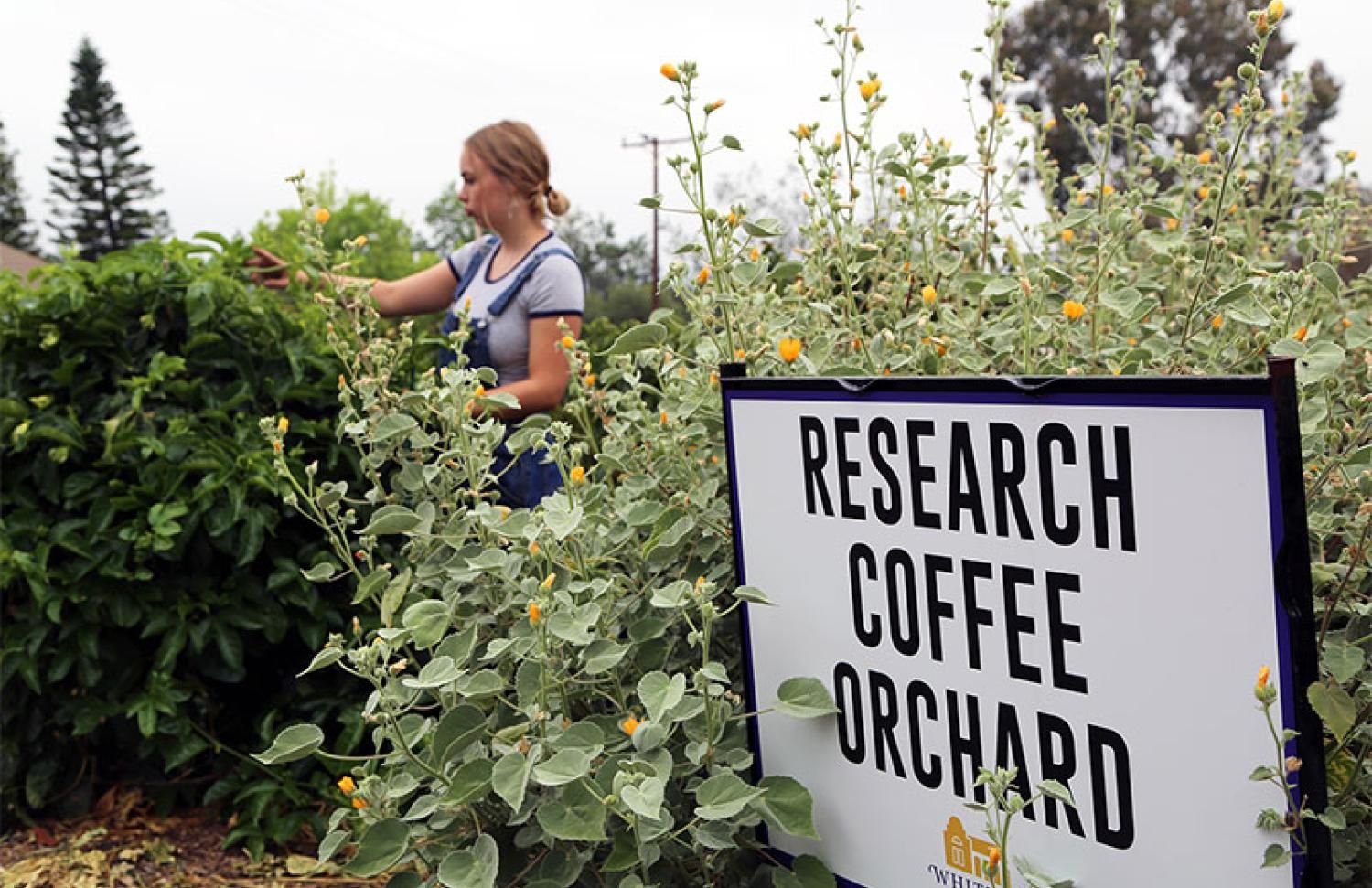 Student in orchard