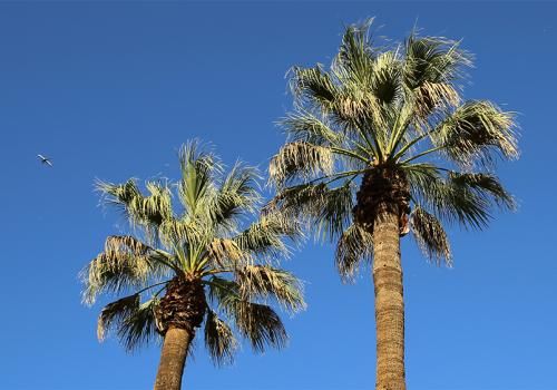 palm trees