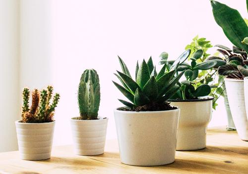 succulents