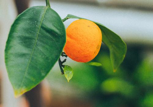 Fruit growing