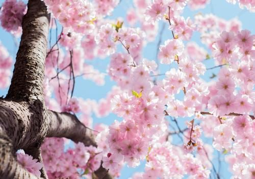 Blossom tree