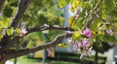 Whittier College campus