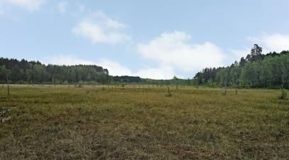 Bog lake
