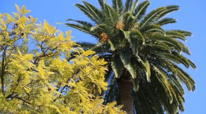 Palm trees on campus