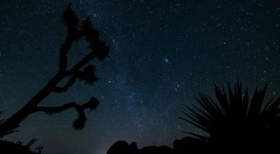 A starry night at Joshua Tree National Park.