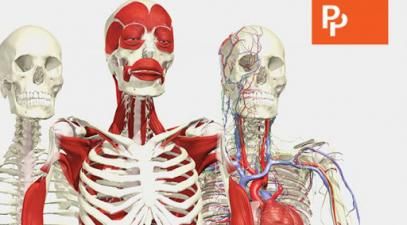 Anatomy.tv image