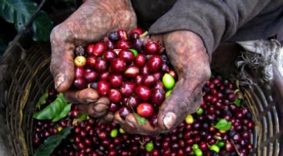 Coffee beans held by two hands