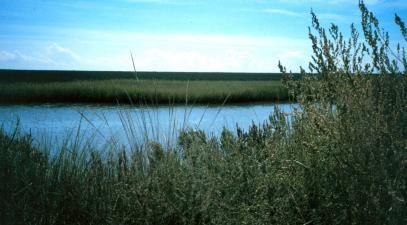 Spartina alterniflora fringing a marsh and juncus roemerianus along a connecting bayou in the Grand Bay National Estuarine Research Reserve.