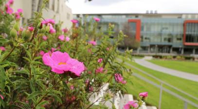 Flower and SLC