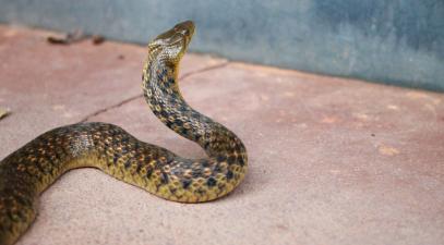 snake