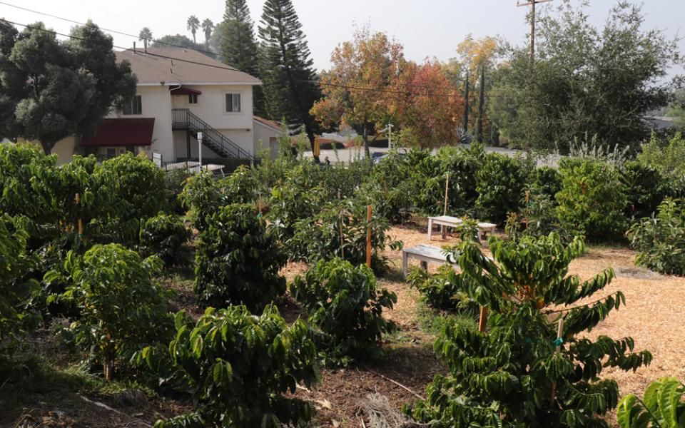 Whittier College Garden