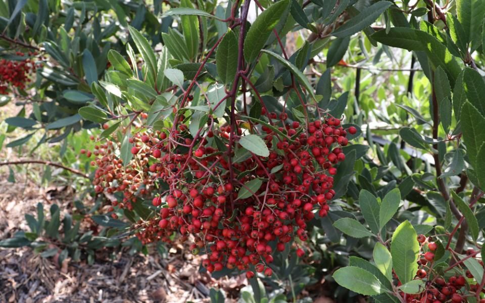 Whittier College Garden