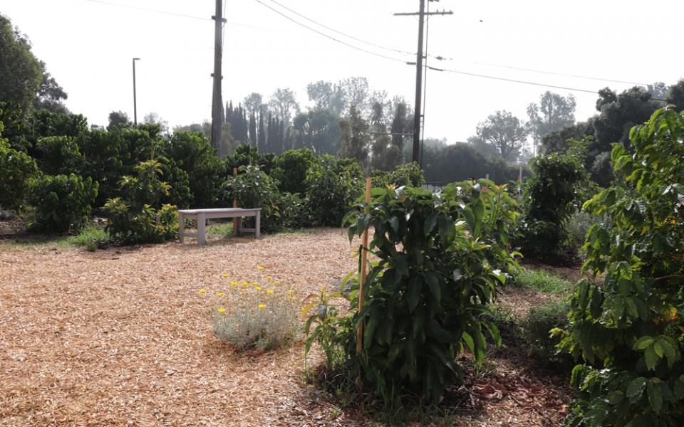 Whittier College Garden