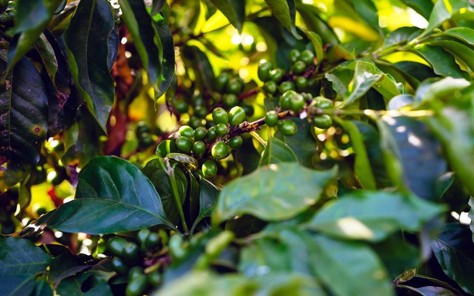 Coffee plants