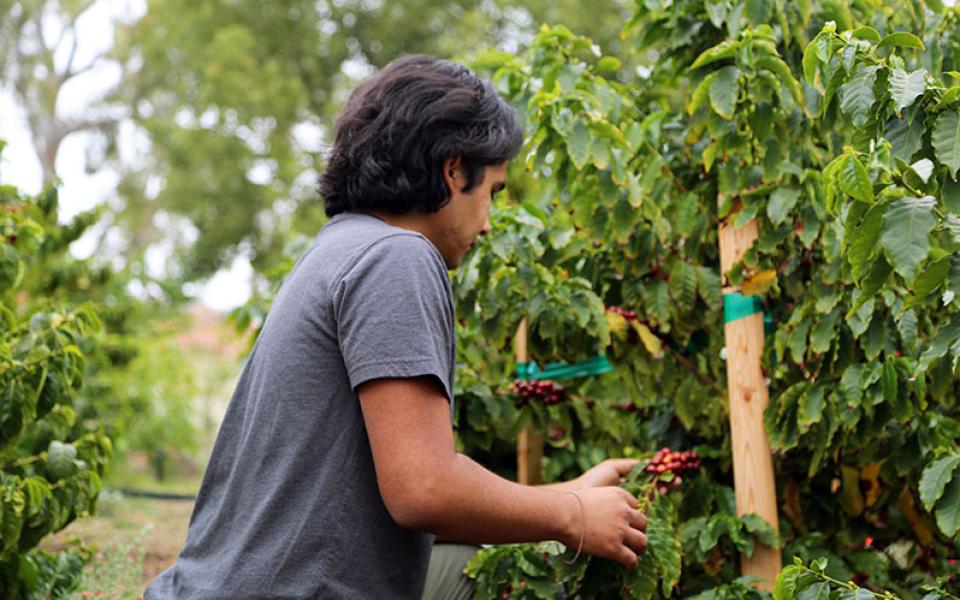 Student in coffee orchard